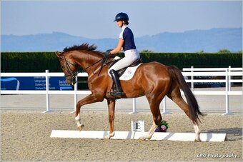 "Revanche Majlund" Chestnut Gelding Dressage Horse
