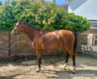 "Shuil Ceoil" Bright Bay Gelding Ex Racehorse