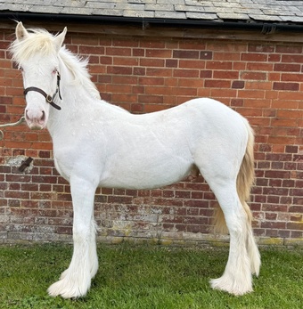"Cremello Irish cob colt " Cremello Colt Youngstock / Foal