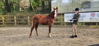 "Ffynnoncadno Timeless Voyage" Chestnut Filly Youngstock / Foal