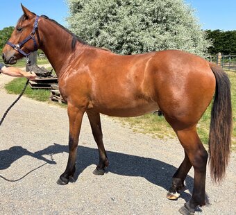 "Pollyanna De Nagero" Bay Filly Youngstock / Foal