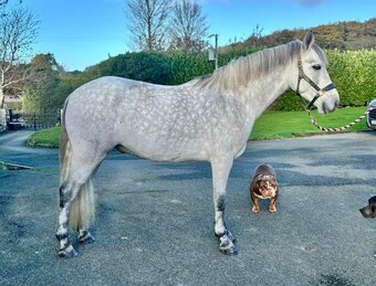 "" Dapple Grey Gelding All Rounder
