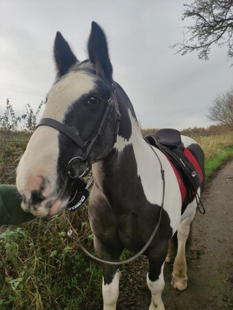 "Bailey" Piebald Gelding All Rounder