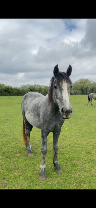 "Percheron x Connemara filly " Grey Filly Youngstock / Foal