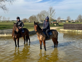 "Frank" Bay Gelding Ex Racehorse