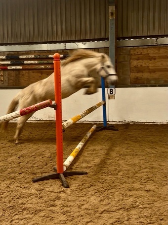 "Lady" Grey Mare Project Horse