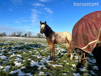 "Zephyr Evanna " Blanket Spot Colt Young Sport Horse