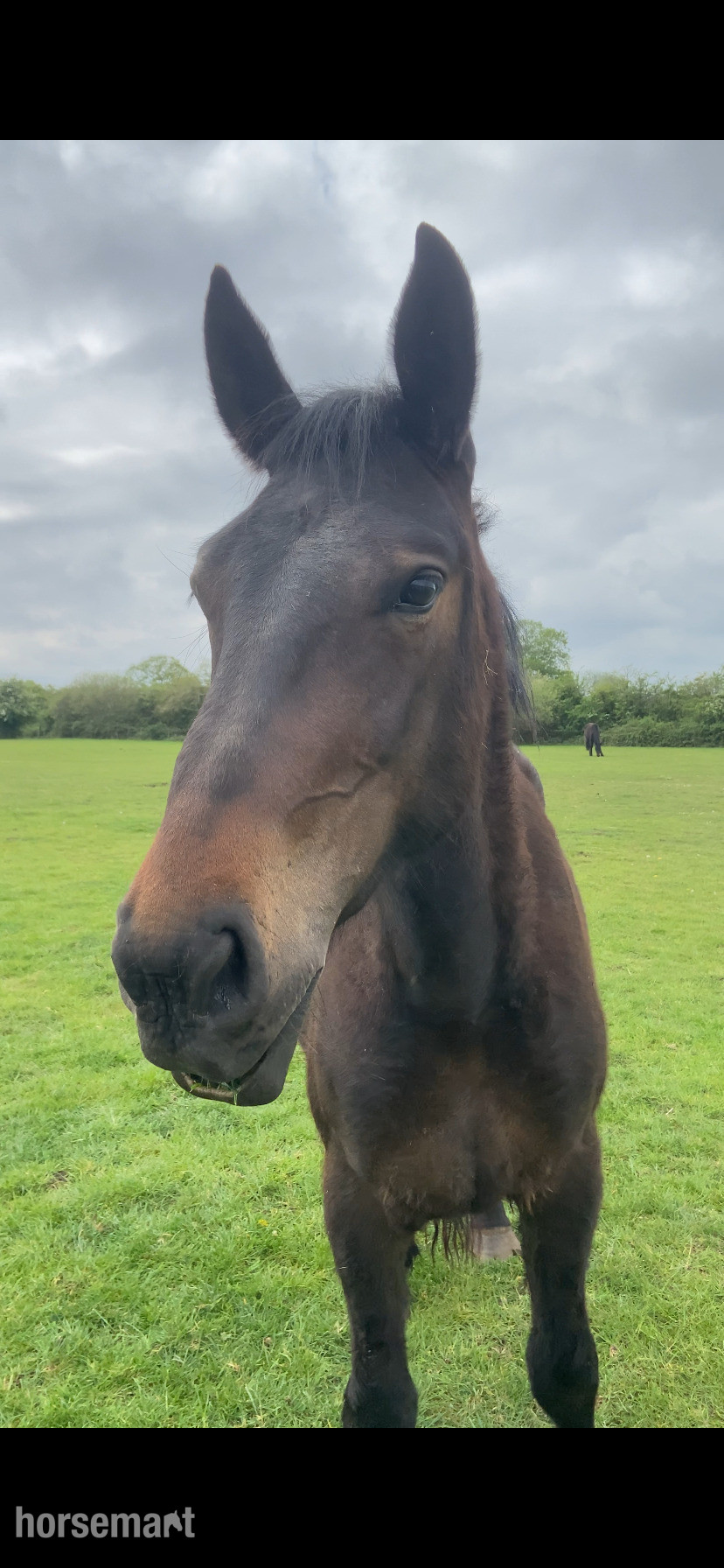 "Percheron x Irish sports horse filly " Bay Filly Youngstock / Foal in 