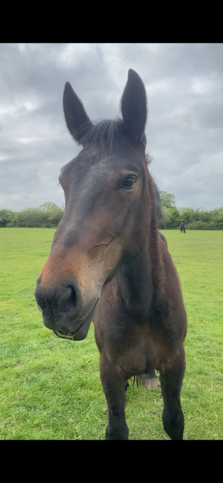 "Percheron x Irish sports horse filly " Bay Filly Youngstock / Foal