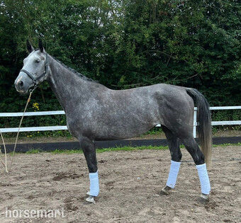 "Goplana" Grey Mare Show Jumper