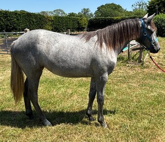 "Poloma De Nagero" Grey Filly Youngstock / Foal