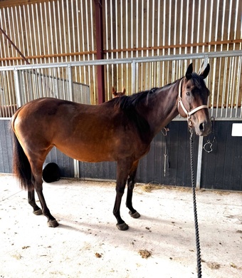 "Jazz" Mare Ex Racehorse