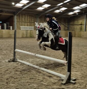 "Nelson Mandela " Piebald Gelding Pony Club Pony