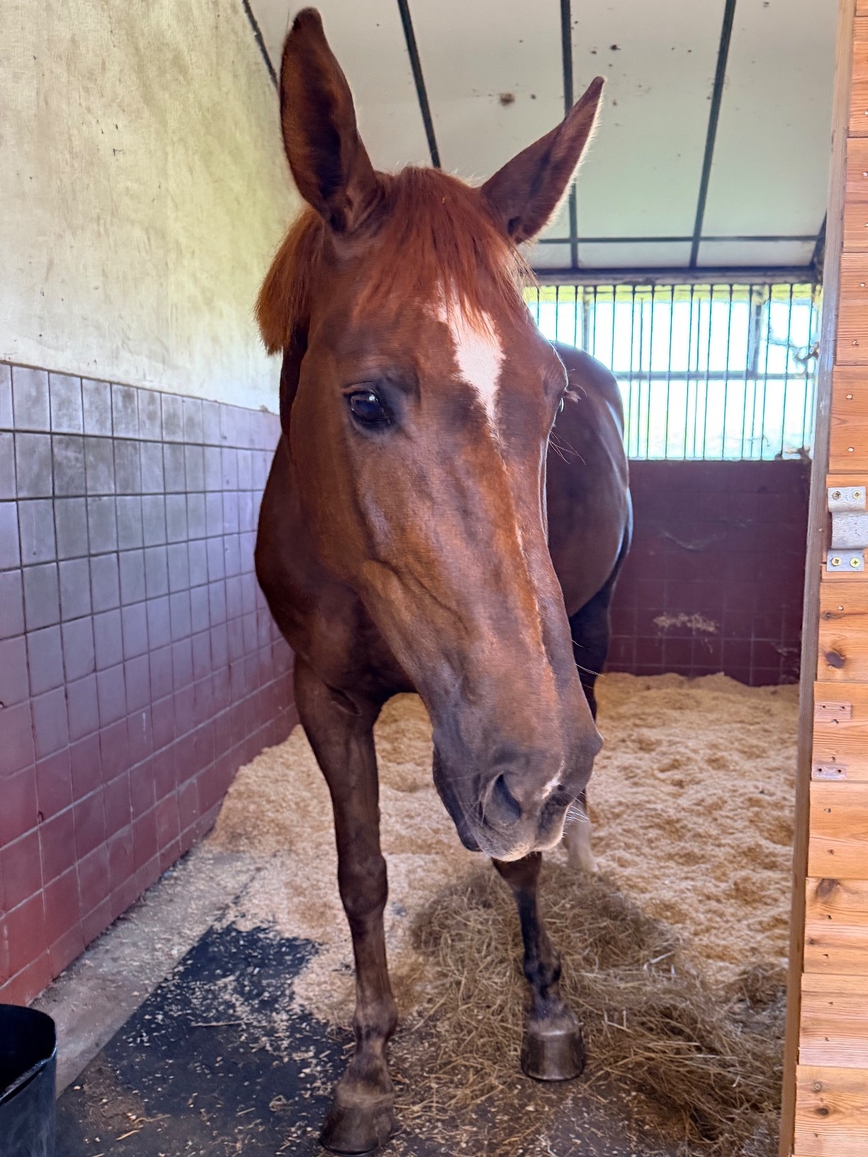 All Rounders  - "Roo " Liver Chestnut Mare All Rounder