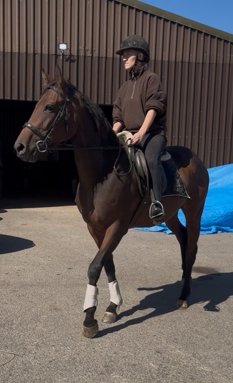 "Aura" Mare All Rounder