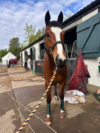 "Barry" Bay Gelding Ex Racehorse