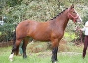 "Molly " Bay Mare Cob/Heavy Horse