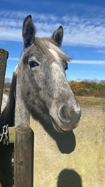 "Doonhill Texas Hold’em" Grey Gelding Youngstock / Foal