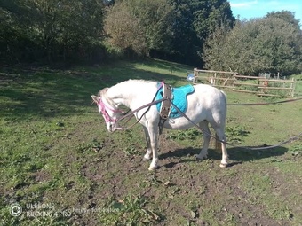 "Hollie " Grey Mare Lead Rein/First Ridden Pony