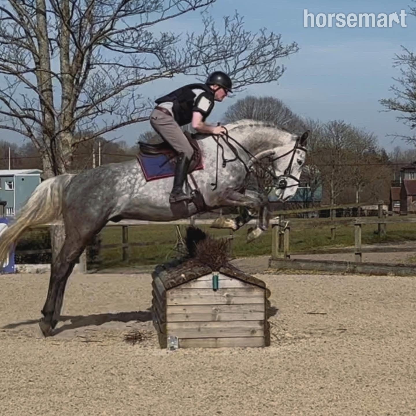 "Louie" Grey Gelding All Rounder in 