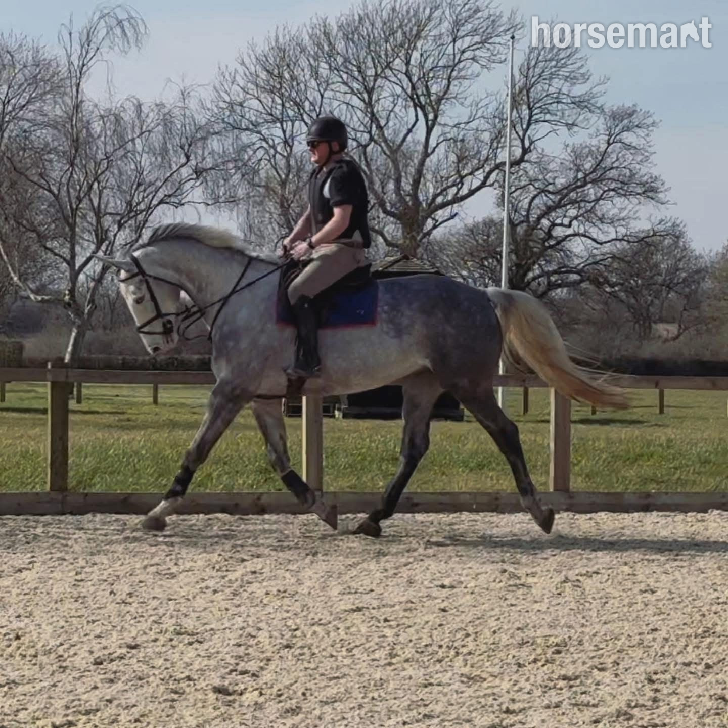 "Louie" Grey Gelding All Rounder - 