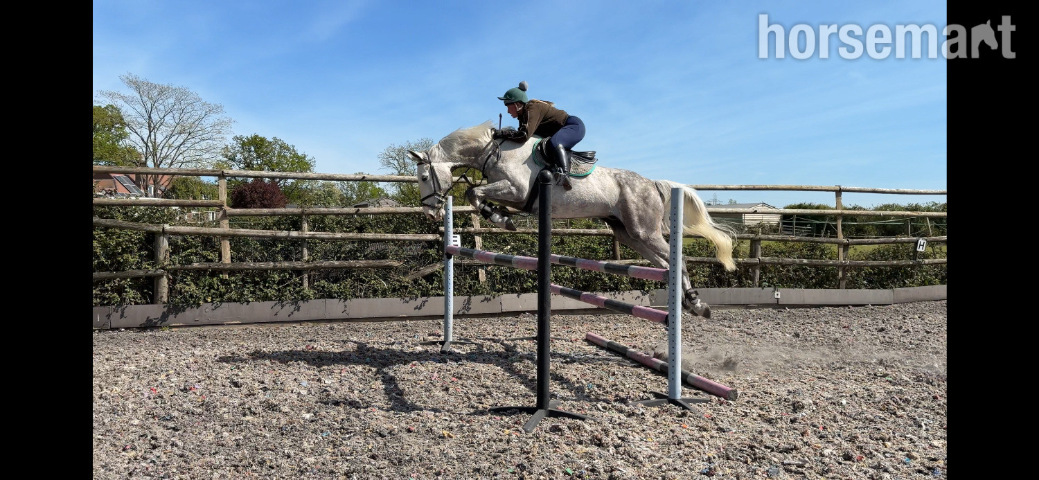 "Louie" Grey Gelding All Rounder