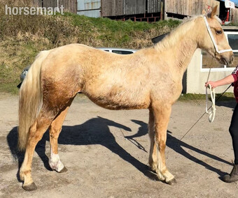 "TONCYNFFIG PLATINUM ILLUSION" Palomino Gelding Youngstock / Foal