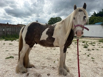 "Billy" Gelding Lead Rein/First Ridden Pony