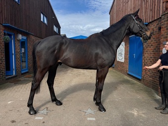"VINCE" Dark Bay Gelding Ex Racehorse