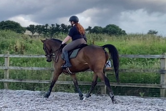 "Teddy" Bay Gelding All Rounder