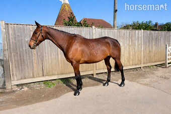 "Coco" Bay Mare Hunter