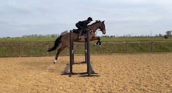 "Mesopotamia " Bay Gelding All Rounder