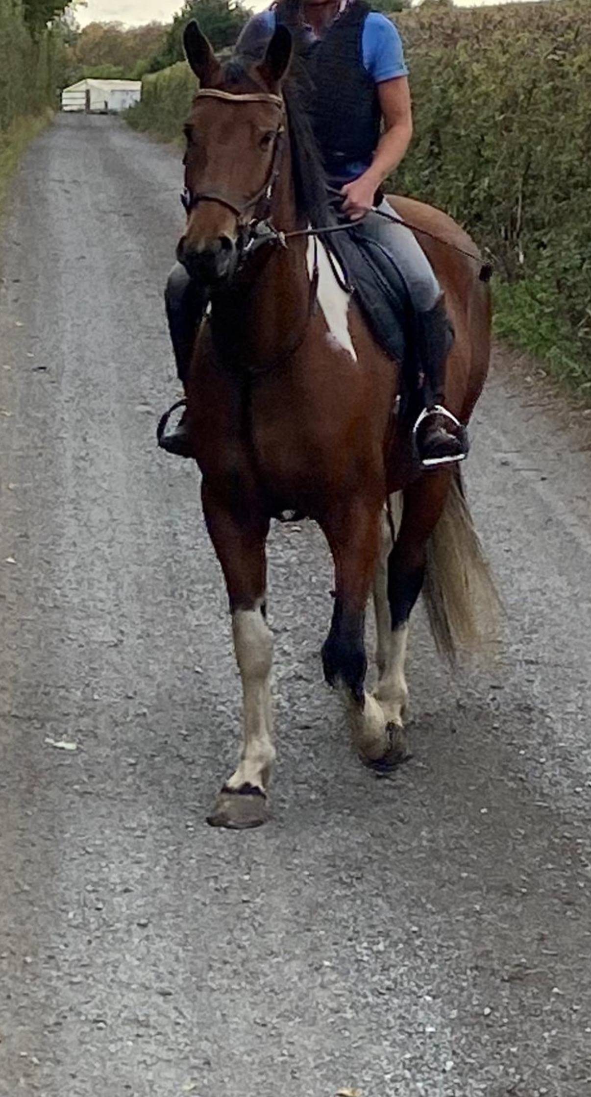  "Dino Star" Tri-Coloured Gelding All Rounder