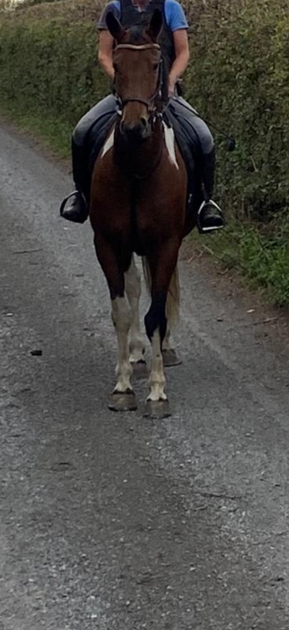 "Dino Star" Tri-Coloured Gelding All Rounder - All Rounders in 