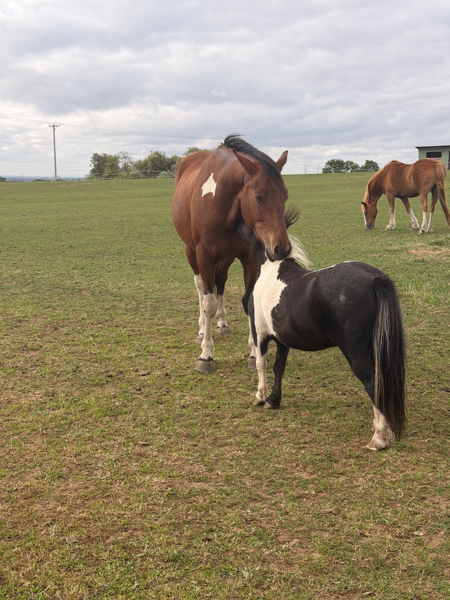 "Dino Star" Tri-Coloured Gelding All Rounder - All Rounders