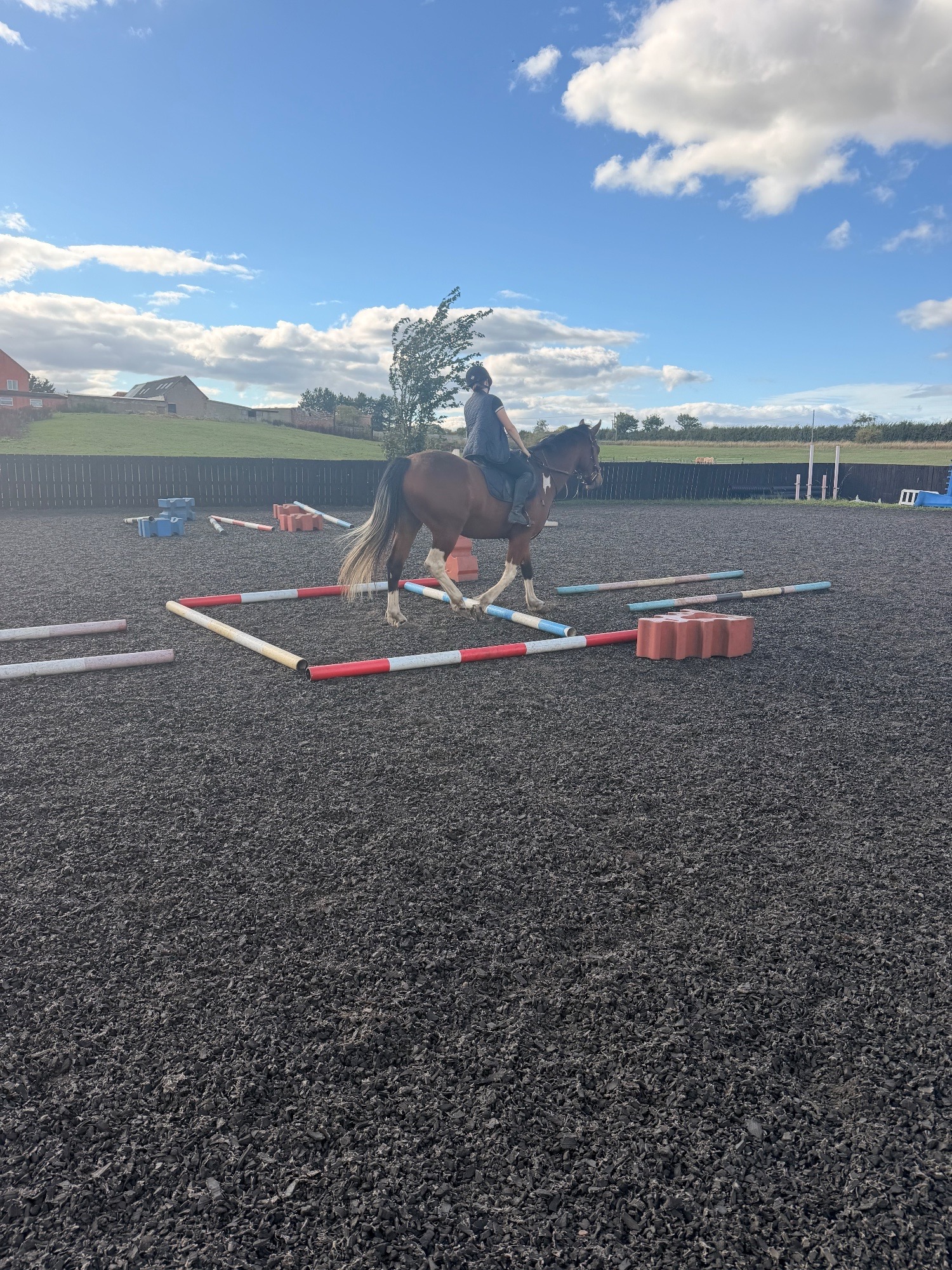 All Rounders - "Dino Star" Tri-Coloured Gelding All Rounder in 