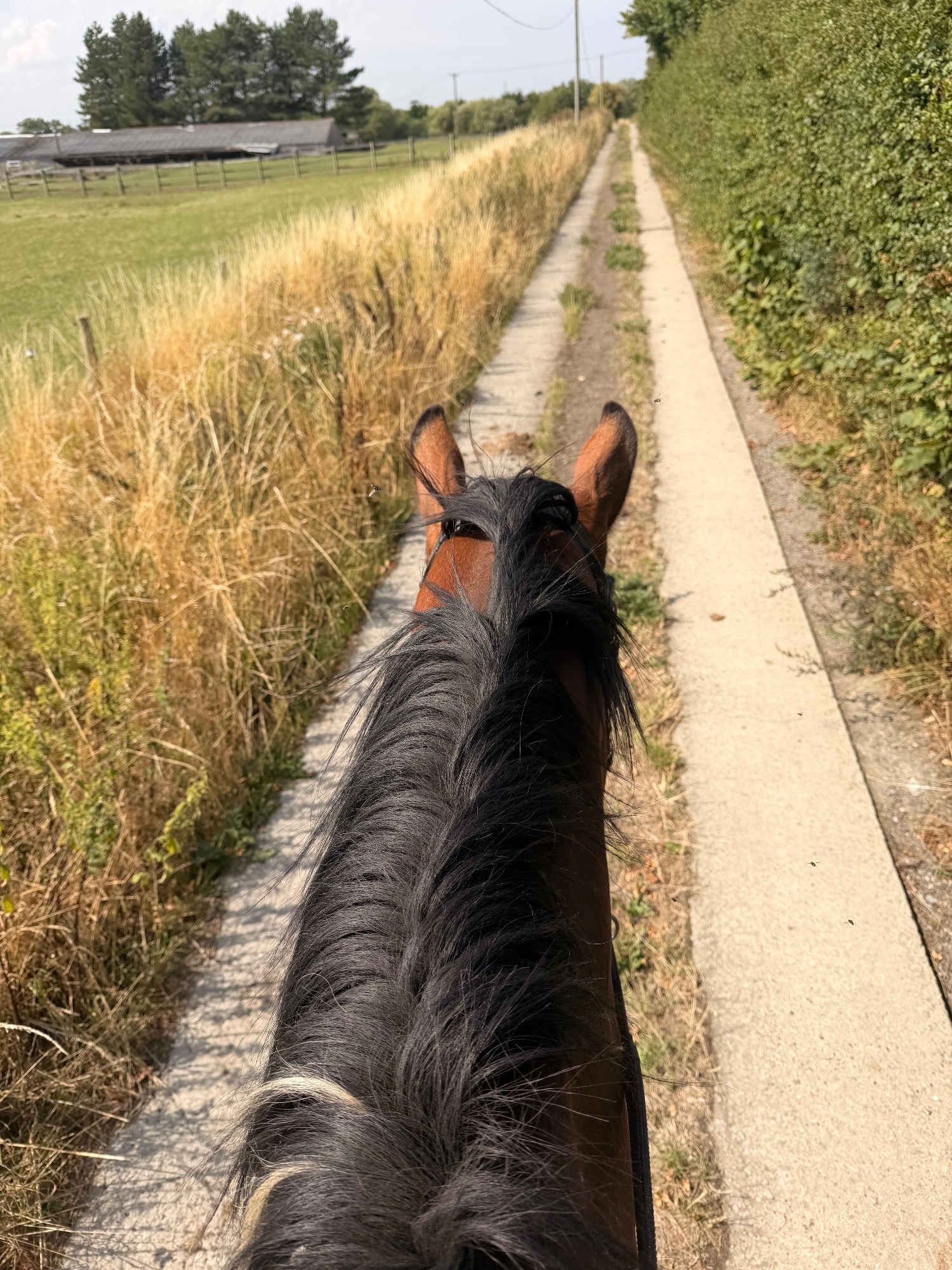 All Rounders - "Dino Star" Tri-Coloured Gelding All Rounder