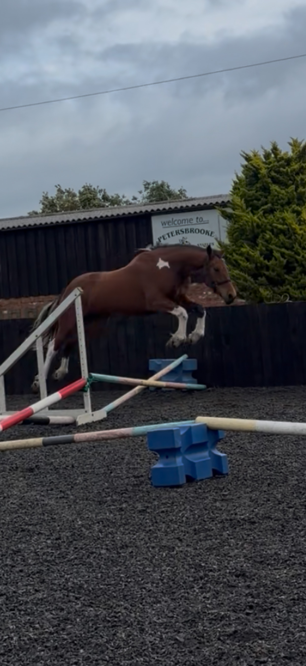 All Rounders  - "Dino Star" Tri-Coloured Gelding All Rounder