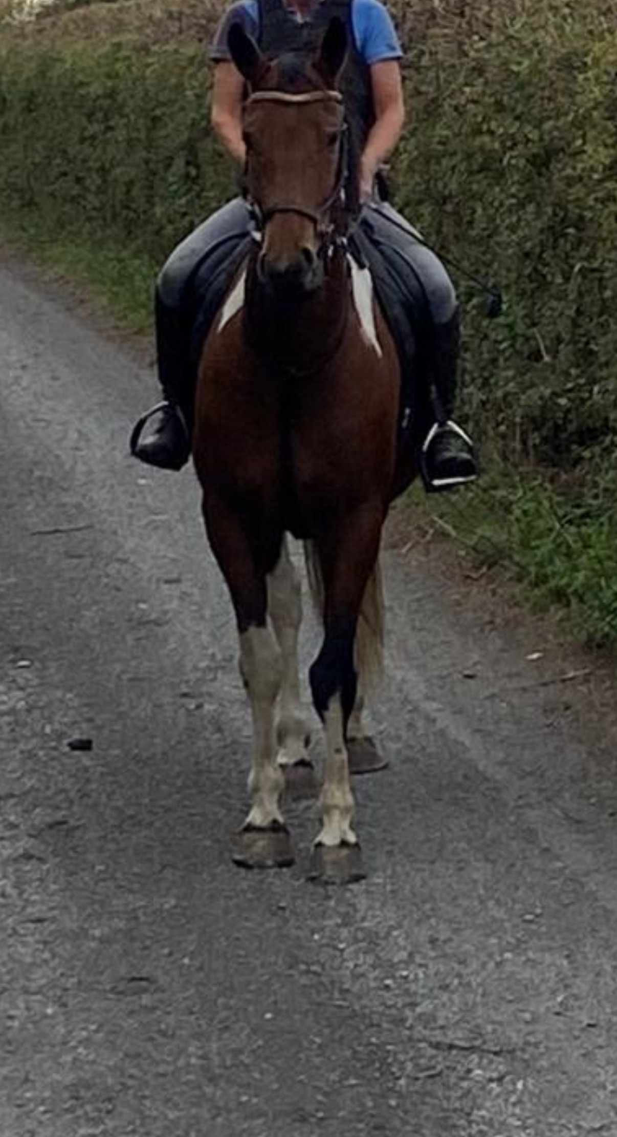 "Dino Star" Tri-Coloured Gelding All Rounder - All Rounders 