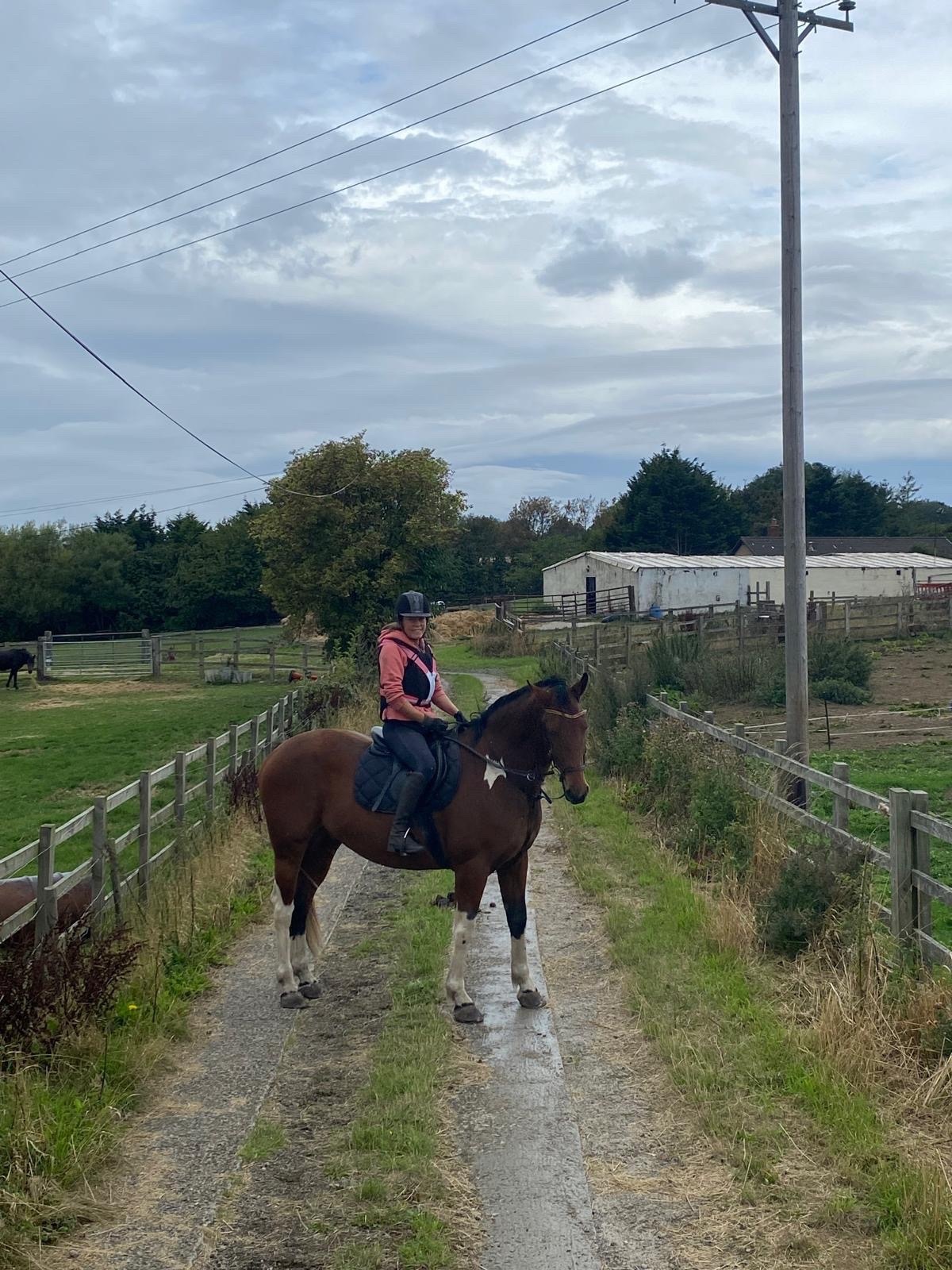 "Dino Star" Tri-Coloured Gelding All Rounder - 