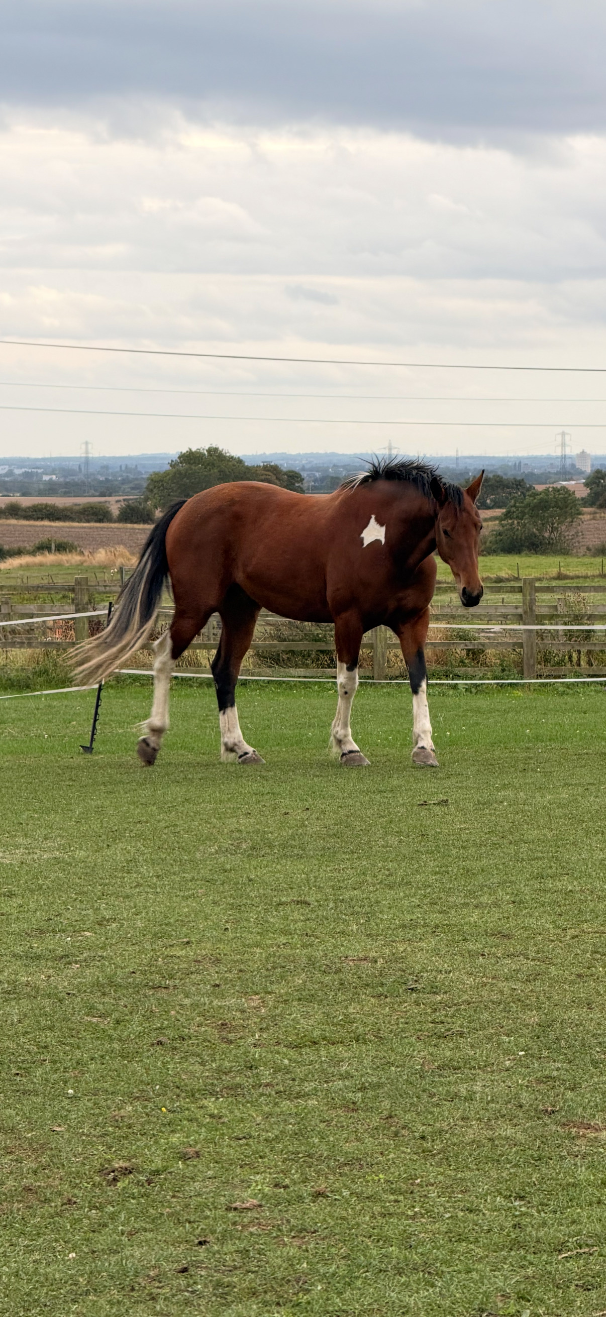 "Dino Star" Tri-Coloured Gelding All Rounder
