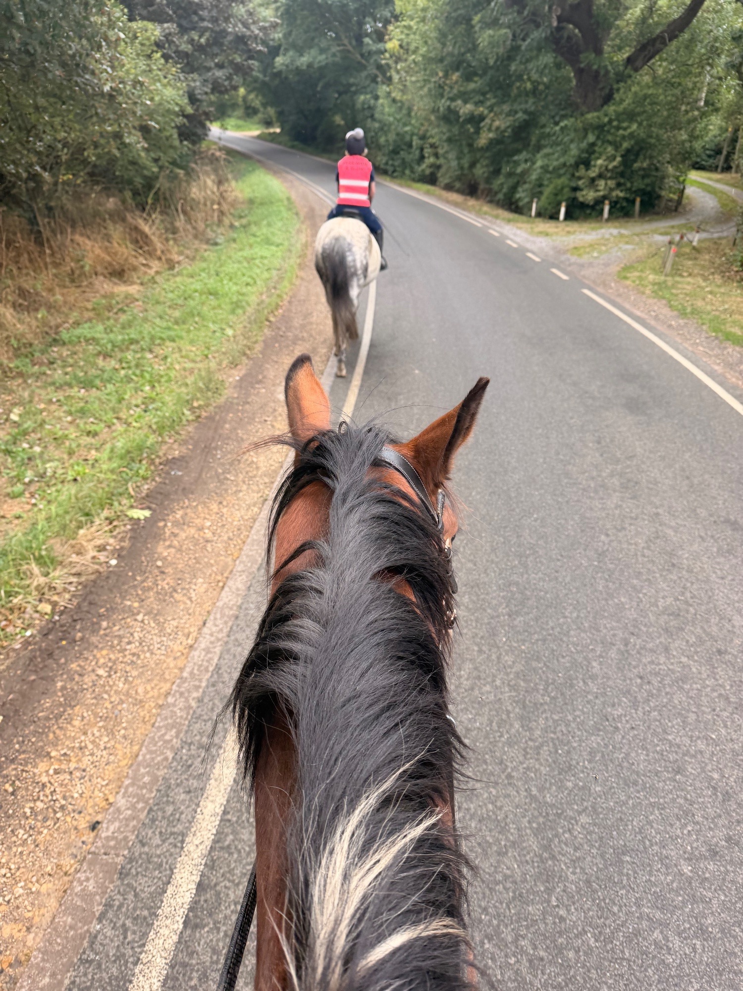 "Dino Star" Tri-Coloured Gelding All Rounder - All Rounders