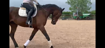"Charlie" Bay Gelding Ex Racehorse