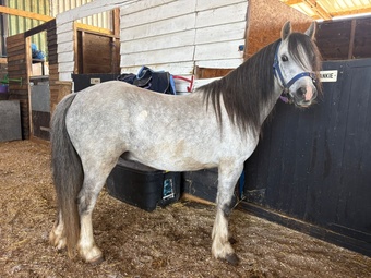 "Polar" Gelding Lead Rein/First Ridden Pony
