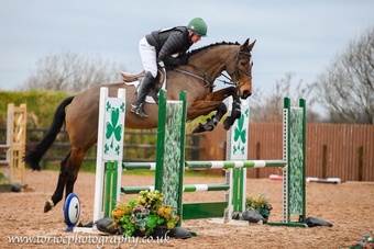 "Sky" Bay Gelding All Rounder
