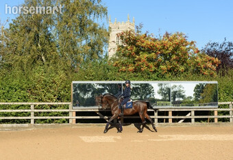 "Mirrors for Training " Steel Grey Gelding Dressage Horse