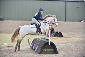 "Connor / Ballinlough Con" Cremello Gelding All Rounder