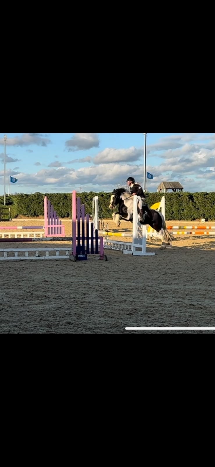 "Reuben " Piebald Gelding All Rounder - All Rounders
