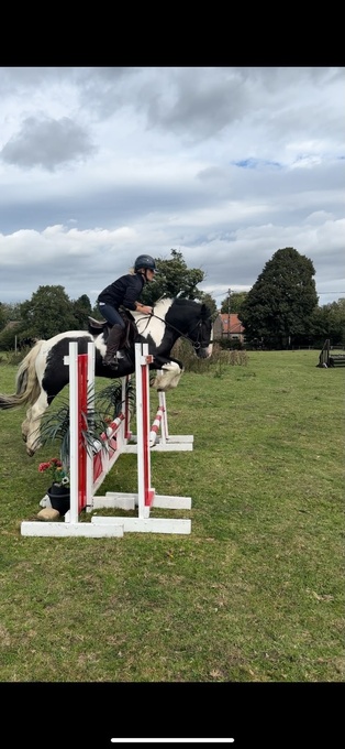 "Reuben " Piebald Gelding All Rounder