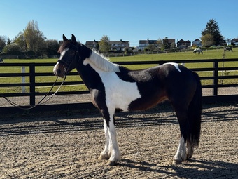 "Kit-Kat" Skewbald Mare All Rounder